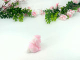 Small Lop Bunny - Random Pick