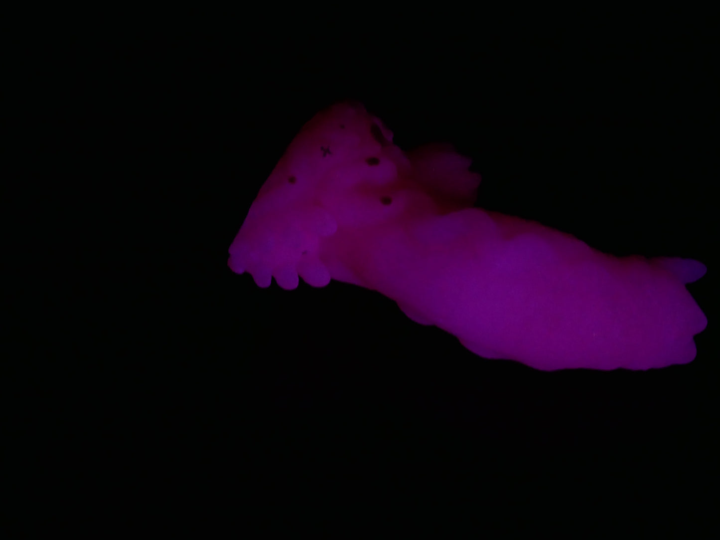 UVGITD - Small Chromis- Medium 00-50