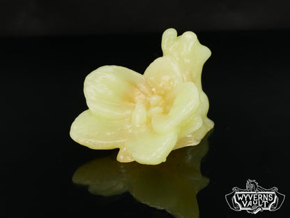 UV - Orchid Snail - NC31