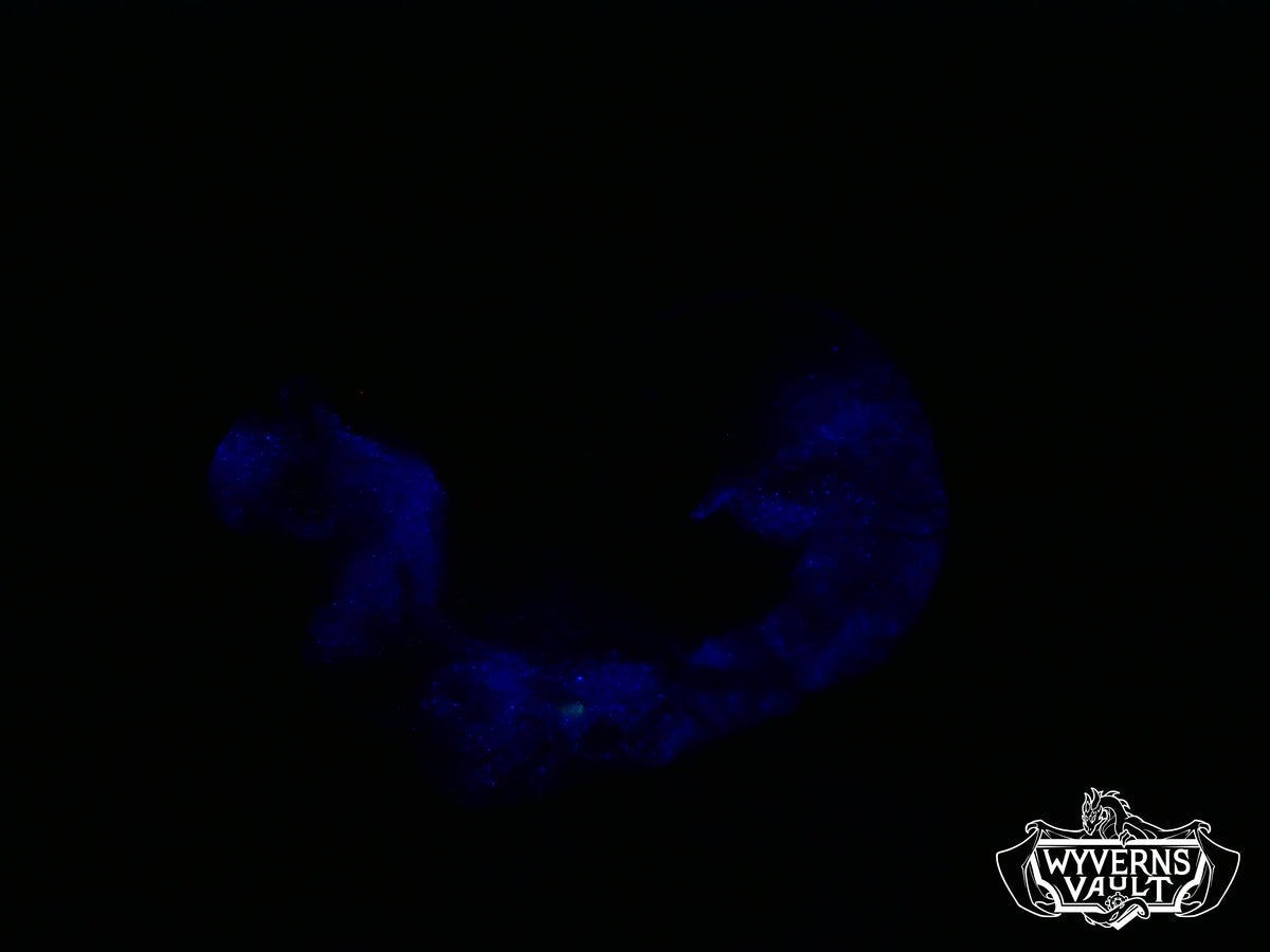 GITD - Skull Snail - Soft 00-30
