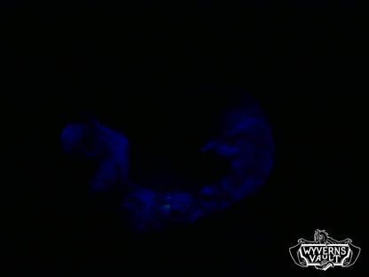 GITD - Skull Snail - Soft 00-30