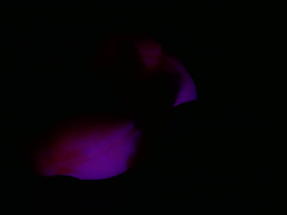 UVGITD - Medium Jorunn - Medium 00-50