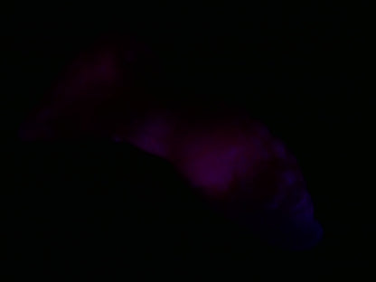 ** UVGITD - Small Auros - Medium 00-50