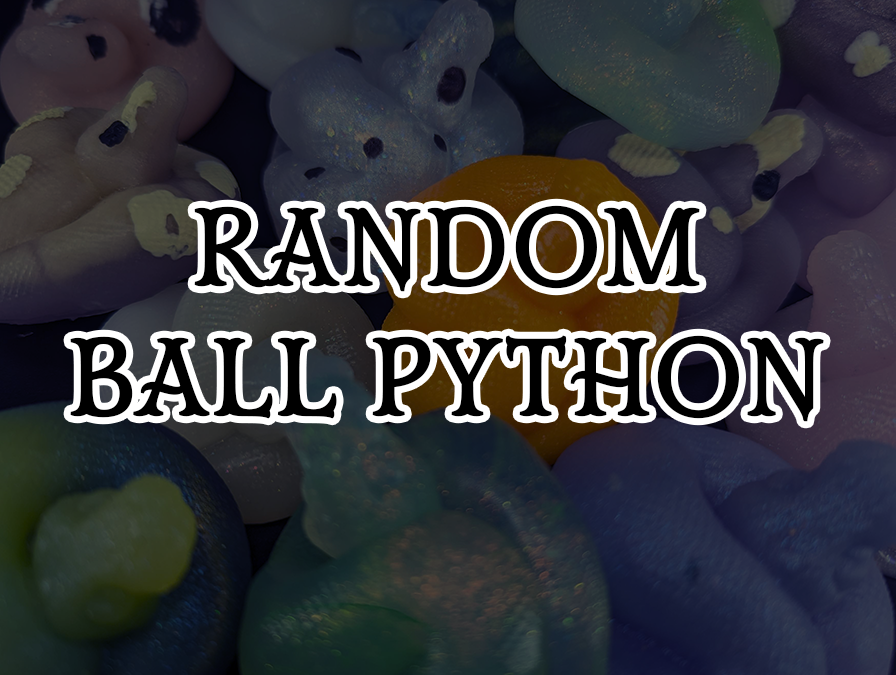 Small Ball Python - Random Pick